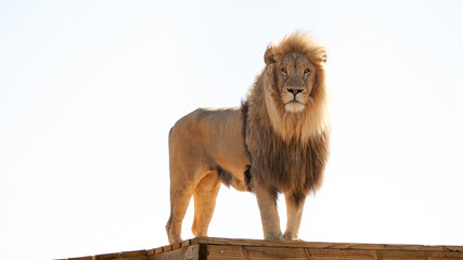 Obraz premium A male lion at the Daniell Cheetah Project conservation area near the Garden Route in South Africa.