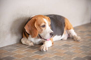 beagle dog lying on floor