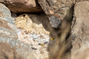 common wasps flying in and out of their ground nest amongst the rocks during a sunny day in scotland.