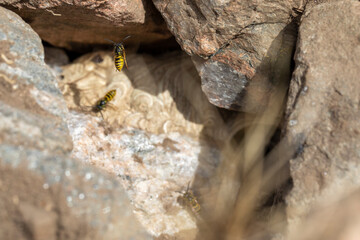 common wasps flying in and out of their ground nest amongst the rocks during a sunny day in scotland.
