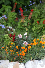 Fototapeta na wymiar Colorful flowers growing in a garden. Selective focus.