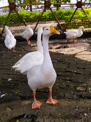 selective focus on white Indian Runner duck in a Cage