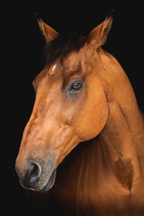 Fototapeta na wymiar Portrait of a beautiful brown thoroughbred or purebred horse on a black background