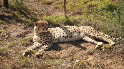 A cheetah at the Daniell Cheetah Project conservation area near the Garden Route in South Africa.