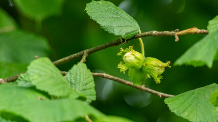 green hazelnut fruit on a branch