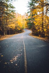road in autumn