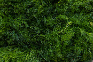 close-up of fresh herbs, dill close-up