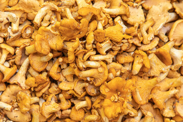 Chanterelles mushrooms on a white background. Yellow chanterelle isolated.