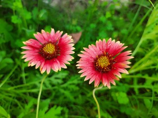 Obraz premium Beautiful flower 