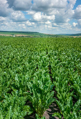 Fototapeta na wymiar Bright green sugar beet leaves in a field with cloudy blue sky, three months old