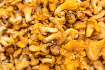 Chanterelles mushrooms on a white background. Yellow chanterelle isolated.