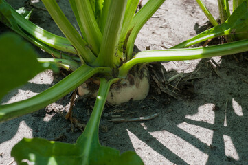 Obraz premium sugar beet fruit closeup aged three months from planting
