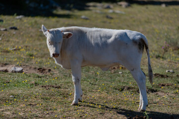 Mucca di razza Chianina