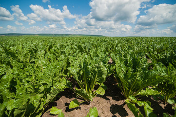 Fototapeta na wymiar view of sugar beet bright green leaves in field, agricultural land