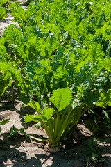 Bright green sugar beet leaves closeup in a field , three months old