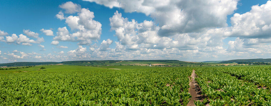 sugar beet field with trail road, panoramic view of agricultural land