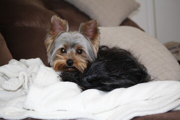 Young Yorkshire Terrier on a Blanket 