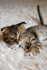 portrait of a cute scottish lop eared kitten lying on a fluffy blanket