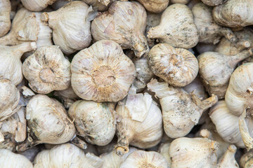 Agricultural background, a pile of beautiful garlic