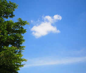 Blue sky background with cloud and tree , nature 