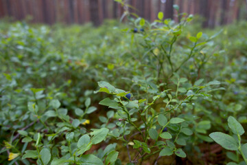 Berries in the forest. Blueberries growing in forest.
