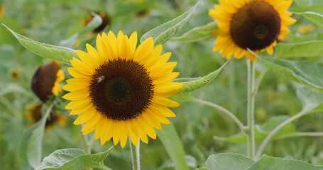 Obraz premium Sunflower field in the garden