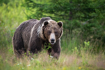 Brown bear, ursus arctos, standing on meadow in summertime nature. Majestic predator looking to the camera with dangerous sight. Wild animal watching on a glade in forest.