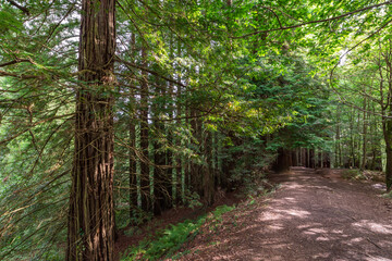 View of a trail, at sunset, in the redwood park of Cantabria, Spain, in hoprizontal