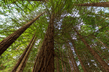 Low angle view of tall redwood trees, in Cantabria, Spain, horizontal