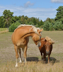 Love and friendship. Horse and horses in pasture. Aland Islands