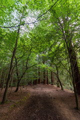 View of a path inside the redwood park in Cantabria, Spain, in vertical