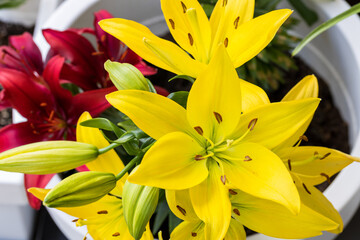 Blooming lilies on the balcony, Home garden