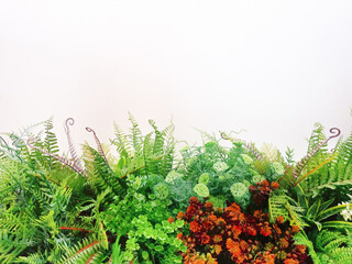 Group of green fern and plant on white