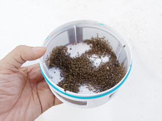 Group of Dead mosquito from insect trap on hand
