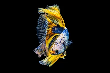  Het ontroerende moment mooi van gele en blauwe siamese betta vis of fancy betta splendens vechten vis in thailand op geïsoleerde zwarte achtergrond. Thailand noemde Pla-kad of halve maan bijtende vis. © Soonthorn
