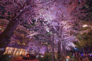 六本木の満開の夜桜