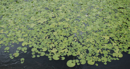 Lotus leave water pond in garden