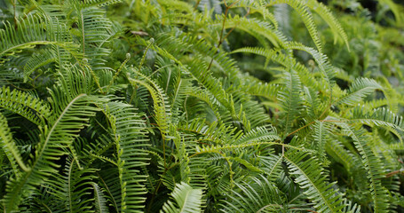 Green fern plant in jungle