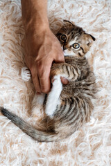 Naklejka na ściany i meble cute scottish fold kitten hugs man;s hand top view