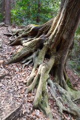 力強く、落ち葉の降り積もった地面を這う大木の根っこ。縦写真。切り株。足元、根元、蛸足、タコ足。