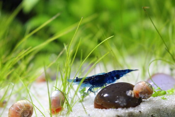 Blue Dwarf Shrimp in Nature Aquarium Set Up