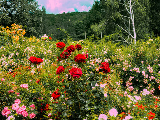 Roses in the botanical garden in Radzionków. Free space for entry ready.
