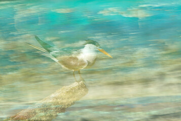 Greater Crested Tern with streaks at the backdrop, Bahrain. The image generated by merging the...