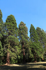 Ile de France - Essonne - Mennecy - Parc de Villeroy - Séquoias géants