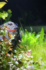Planted Nature Aquarium with Neon Tetra and Ember Tetras Fish Close Up