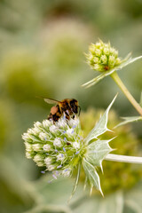 Flower of a plant with spikes, bee on the flower