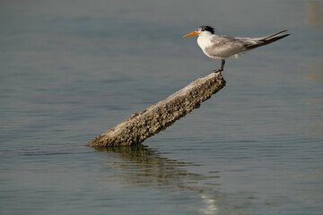 Greater Crested Tern perched on a wooden log at Busaiteen coast, Bahrain