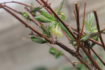 honeysuckle
