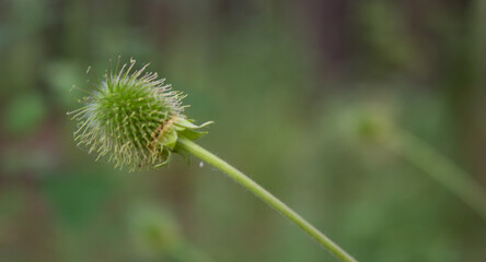 Close-up of a small forest plant