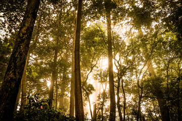 Obraz premium 鬱蒼とした森のイメージ（高尾山）